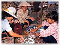 Vietnam Fish Market Vietnam Fish Market