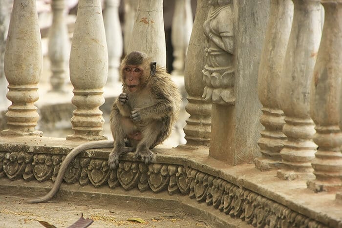 long-tailed-macaque-playing-at-phnom-sampeau-battambang-cambodia