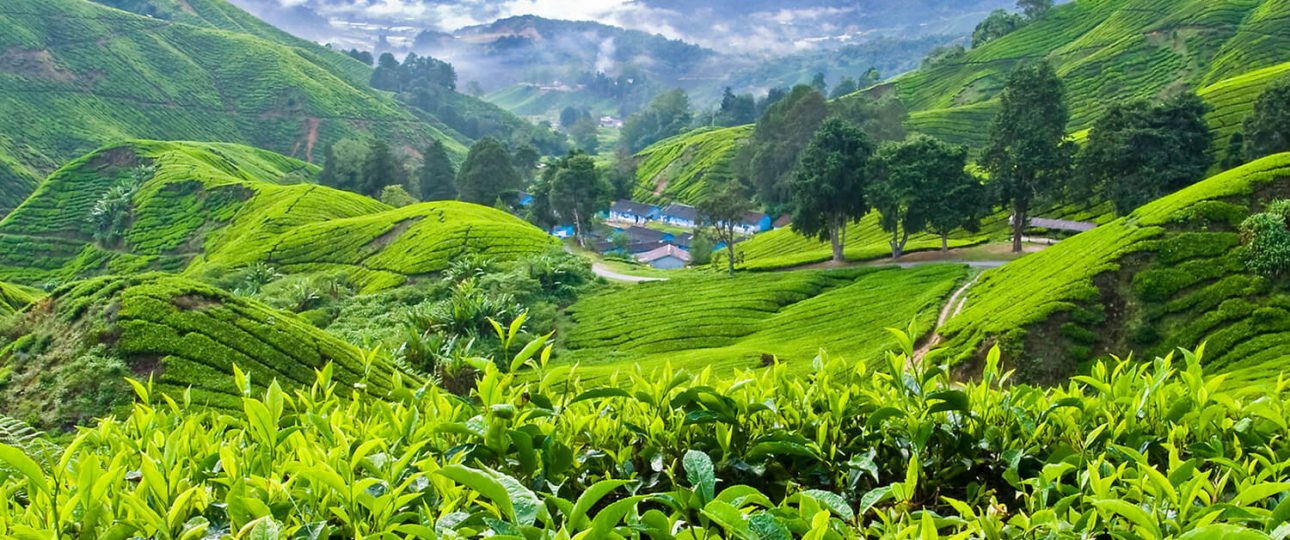 boh-tea-plantation-cameron-highlands-pahang-malaysia-64707723