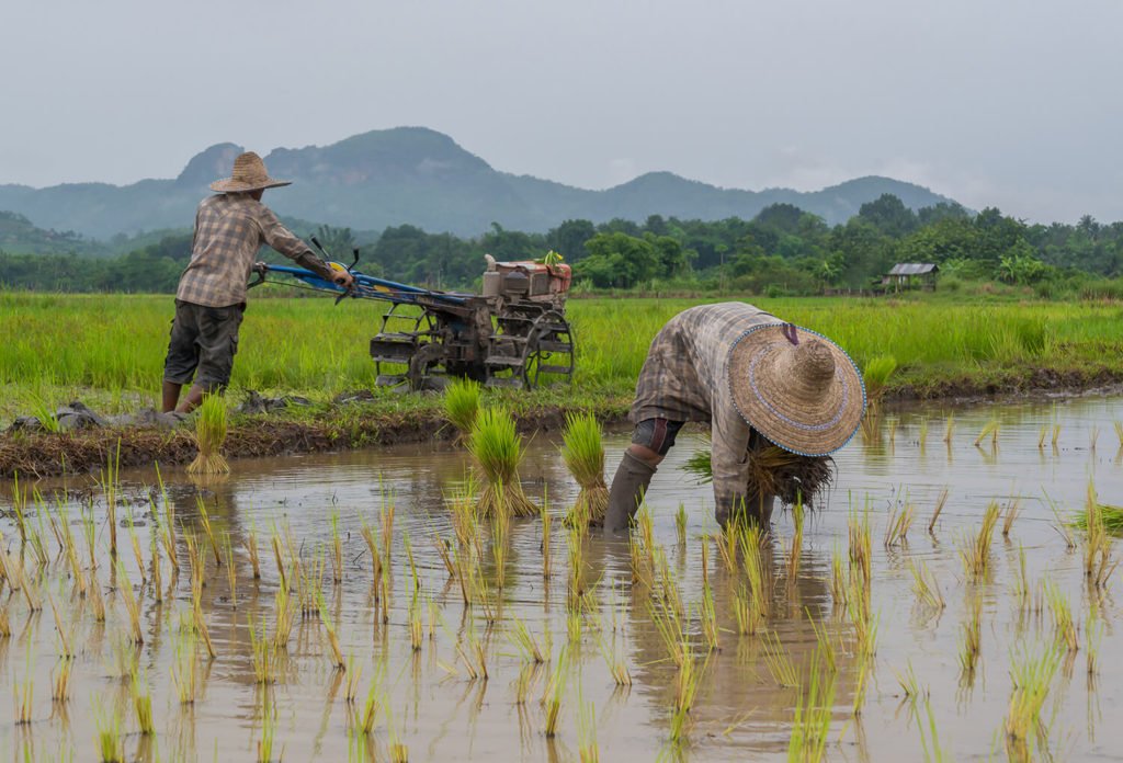 farmers-working-planting-rice-in-the-paddy-field-vientiane-laos-57985117