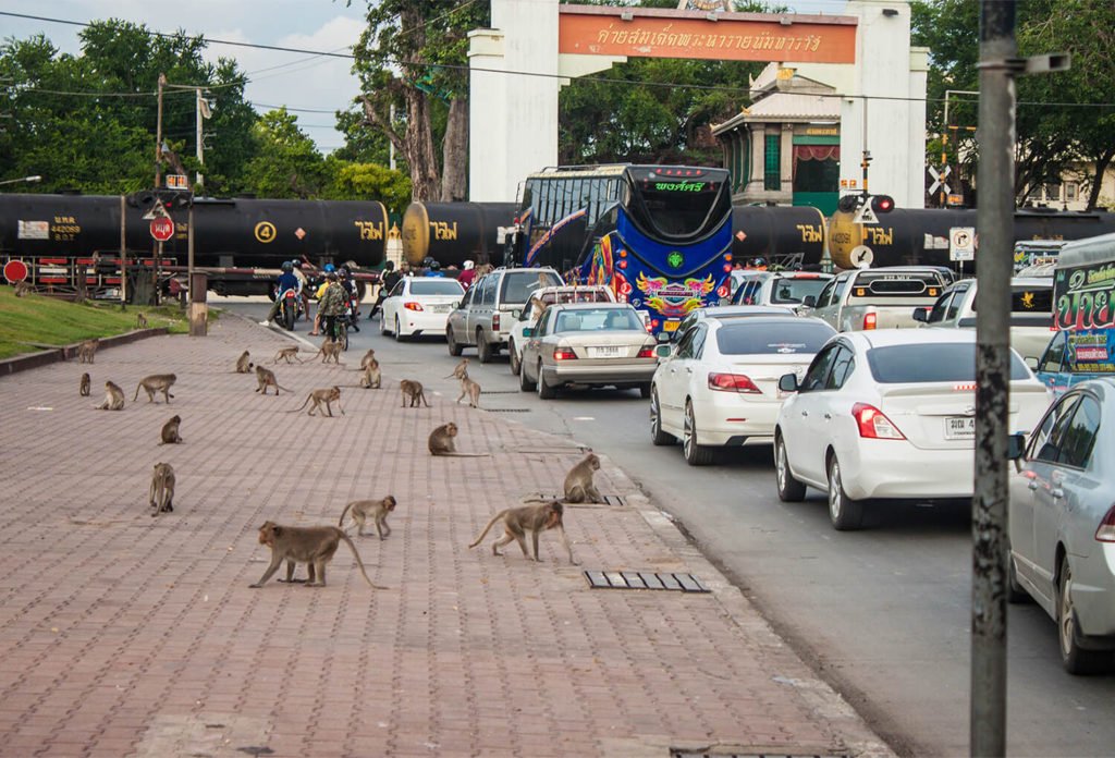 street-full-of-monkeys-lopburi-thailand-34898359